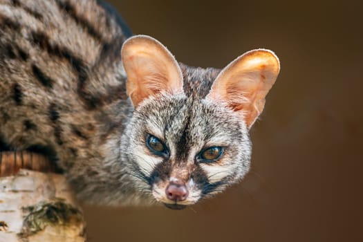 a young european spotted genet (Genetta genetta) in Zoo Koethen Saxony Anhalt Germany