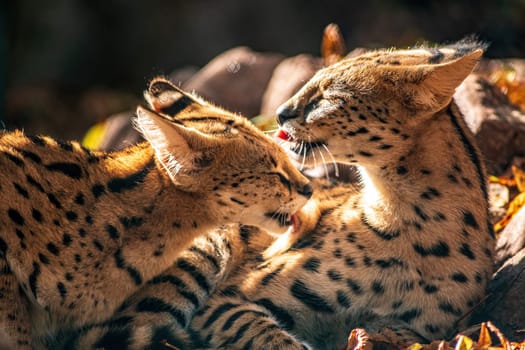a young serval (Leptailurus serval) couple cleaning each other in Zoo Koethen Saxony Anhalt Germany