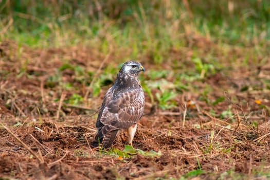 a buzzard sits in its hold and looks for prey