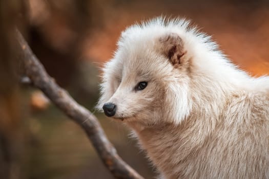 a young white raccoon dog in Zoo Koethen Saxony Anhalt Germany