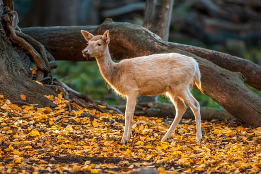 a white japanese sika deer doe (Cervus nippon) stands in the forest in zoo koethen, saxony anhalt, germany
