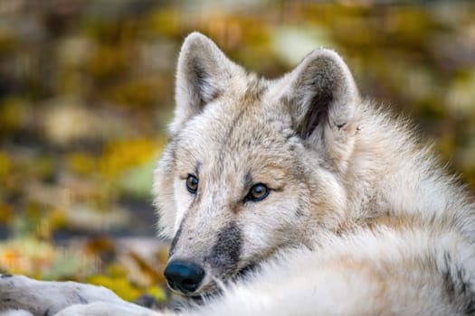 A white arctic polar wolf in Zoo Koethen Saxony Anhalt Germany