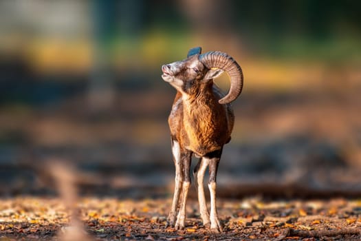 a young male Mouflon (Ovis gmelini musimon) in zoo koethen, saxony anhalt, germany