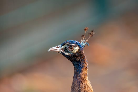 a colorful male blue peacock (Pavo cristatus) in Zoo Koethen Saxony Anhalt Germany