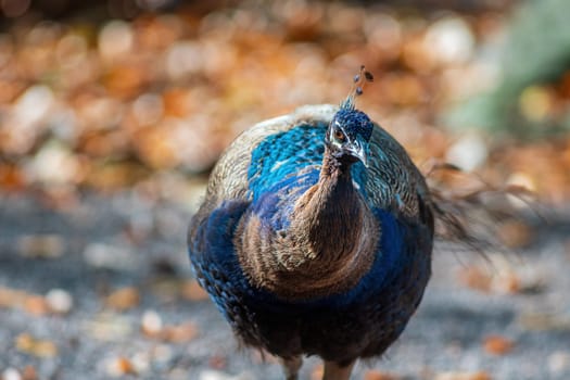 a colorful male blue peacock (Pavo cristatus) in Zoo Koethen Saxony Anhalt Germany