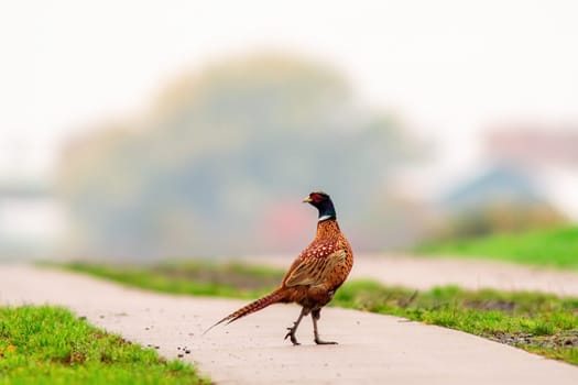 a pheasant foraging in a field in autumn