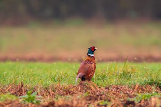 a pheasant foraging in a field in autumn