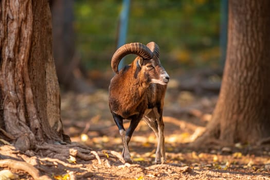 a young male Mouflon (Ovis gmelini musimon) in zoo koethen, saxony anhalt, germany