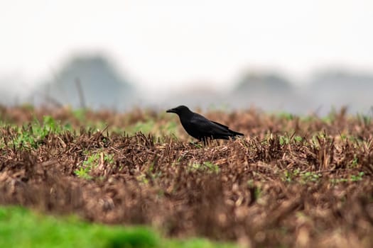 a big black raven searches for food in autumn