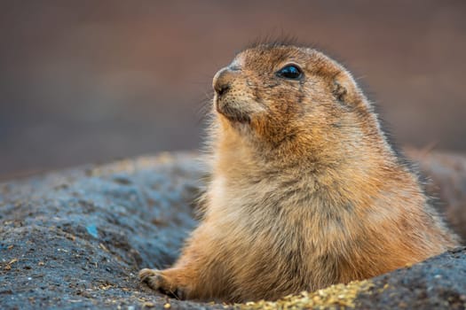 black tailed prairie dog (Cynomys ludovicianus) sits in front of his building in zoo koethen, saxony anhalt, germany