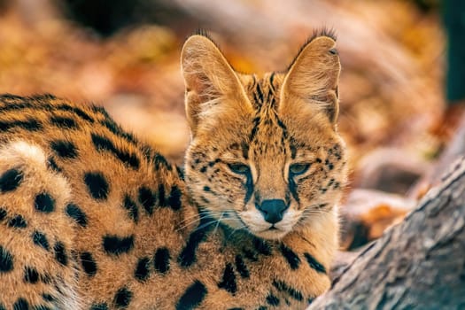 a young serval (Leptailurus serval) is lying in the sun in zoo Koethen Saxony Anhalt Germany