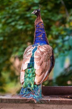a colorful male blue peacock (Pavo cristatus) in Zoo Koethen Saxony Anhalt Germany