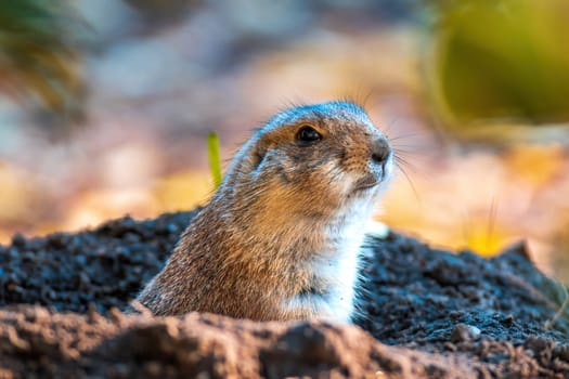 black tailed prairie dog (Cynomys ludovicianus) sits in front of his building in zoo koethen, saxony anhalt, germany