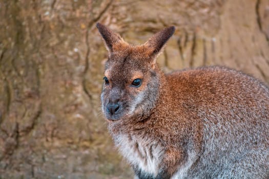 a portrait of a red necked bennett wallaby (Macropus rufogriseus) in zoo koethen, saxony anhalt, germany