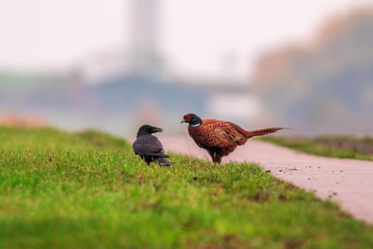 a pheasant foraging in a field in autumn