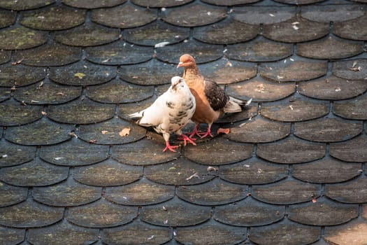 a couple of pigeons whispers sweet on a roof in zoo Koethen, Saxony Anhalt, Germany