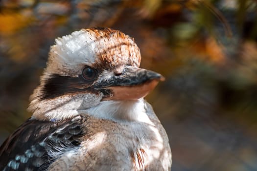 a portrait of a laughing kookaburra bird (Dacelo novaeguineae) in zoo koethen, saxony anhalt, germany