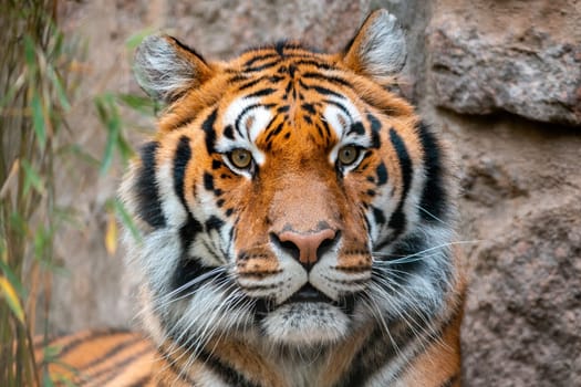 a portrait of a pretty tiger (Panthera tigris) in zoo koethen, saxony anhalt, germany