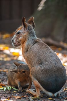 a patagonian mara (Dolichotis patagonum) is suckling its baby in Zoo Koethen, Saxony Anhalt, Germany