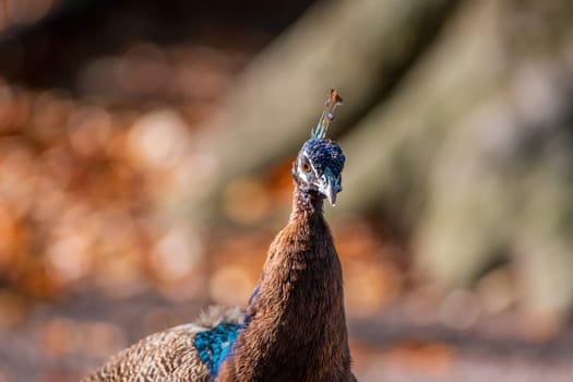 a colorful male blue peacock (Pavo cristatus) in Zoo Koethen Saxony Anhalt Germany