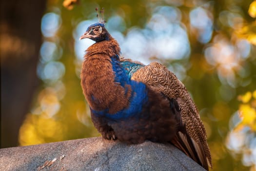 a colorful male blue peacock (Pavo cristatus) in Zoo Koethen Saxony Anhalt Germany