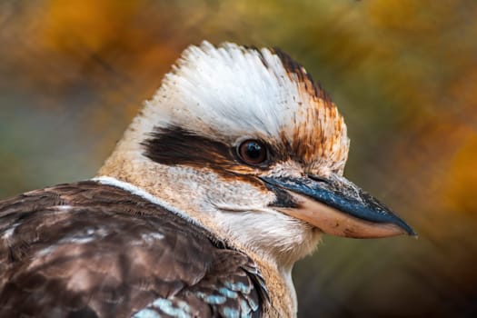 a portrait of a laughing kookaburra bird (Dacelo novaeguineae) in zoo koethen, saxony anhalt, germany