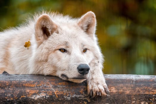 A white arctic polar wolf in Zoo Koethen Saxony Anhalt Germany