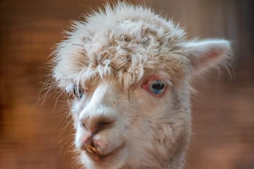 portrait of a white alpaca (Vicugna pacos) in zoo koethen, saxony anhalt, germany