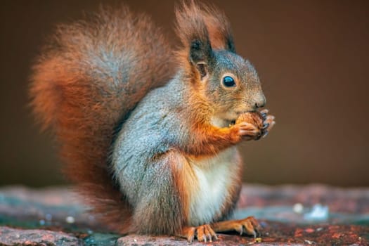 a red squirrel in a forest eats nuts