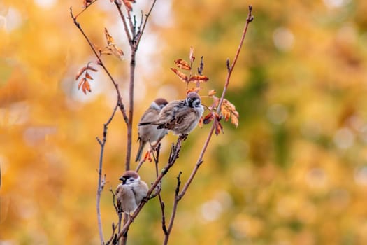 three sparrows sit on a branch and preen while they chirp