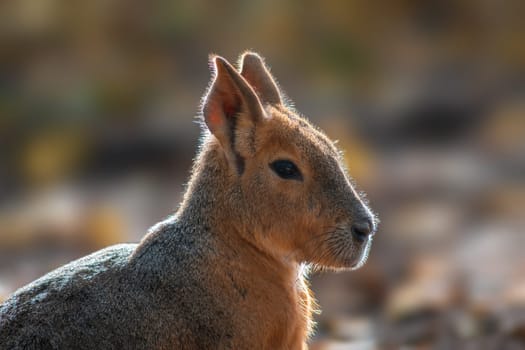 Portrait of Patagonian mara (Dolichotis patagonum) in Zoo Koethen Saxony Anhalt Germany