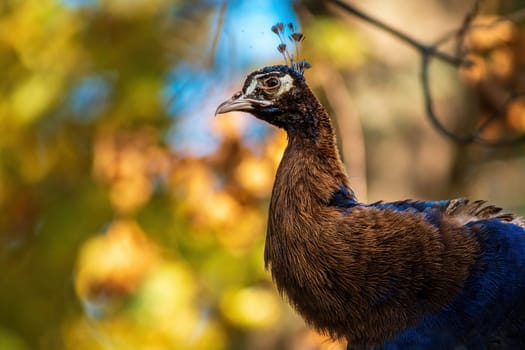 a colorful male blue peacock (Pavo cristatus) in Zoo Koethen Saxony Anhalt Germany