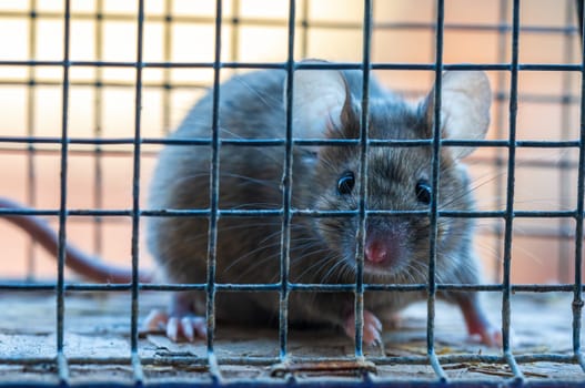 a small house mouse has caught itself in a living trap while searching for food