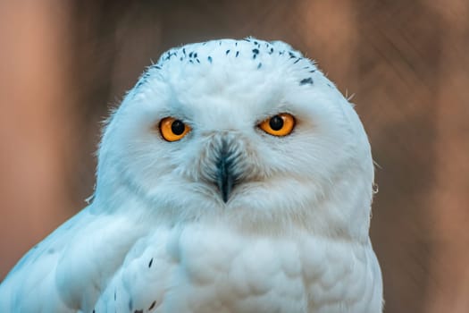 great white arctic owl (Bubo scandiacus) in zoo koethen, saxony anhalt, germany