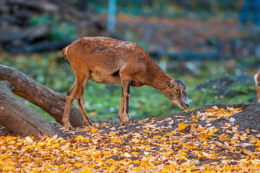 a young female Mouflon (Ovis gmelini musimon) in zoo koethen, saxony anhalt, germany