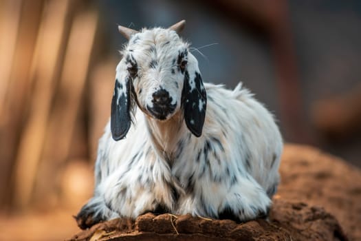 a young billy goat relaxes in the autumn sun