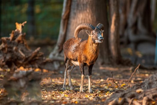 a young male Mouflon (Ovis gmelini musimon) in zoo koethen, saxony anhalt, germany