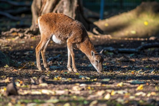 a young female Mouflon (Ovis gmelini musimon) in zoo koethen, saxony anhalt, germany