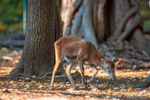 a young female Mouflon (Ovis gmelini musimon) in zoo koethen, saxony anhalt, germany
