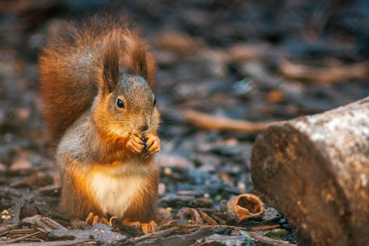 a red squirrel sits on a tree in the forest and eats