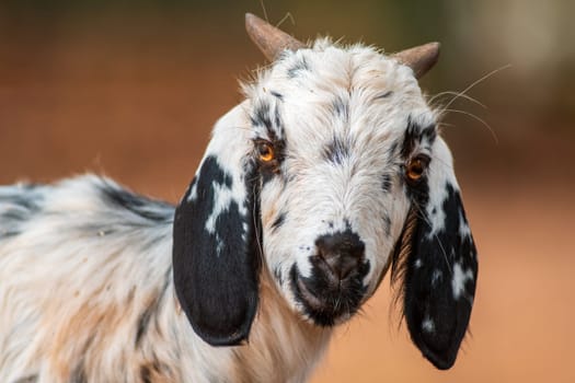 a young billy goat relaxes in the autumn sun