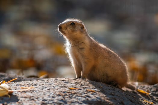 black tailed prairie dog (Cynomys ludovicianus) sits in front of his building in zoo koethen, saxony anhalt, germany