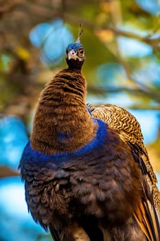 a colorful male blue peacock (Pavo cristatus) in Zoo Koethen Saxony Anhalt Germany