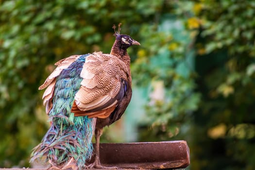 a colorful male blue peacock (Pavo cristatus) in Zoo Koethen Saxony Anhalt Germany