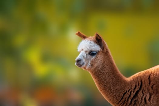 portrait of a brown alpaca (Vicugna pacos) in zoo koethen, saxony anhalt, germany
