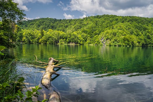 Large fallen tree submerged in a lake surrounded by green lush forest and hills, Plitvice Lakes National Park UNESCO World Heritage in Croatia