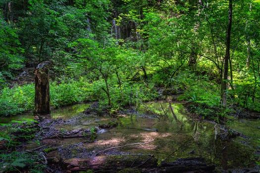 A rotten tree trunk in swamp or wetlands with patterns of light in green lush forest of Plitvice Lakes National Park, UNESCO World Heritage in Croatia