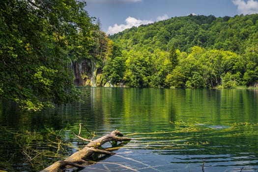 Large fallen tree submerged in a lake surrounded by green lush forest and hills, Plitvice Lakes National Park UNESCO World Heritage in Croatia