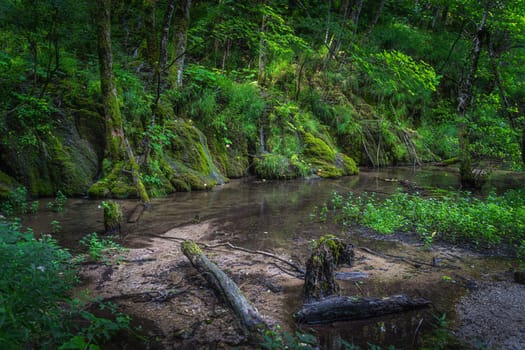 A rotten tree trunk in swamp and lush green mossy hill with waterfalls in a forest of Plitvice Lakes National Park, UNESCO World Heritage in Croatia