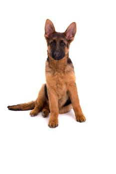 Studio Shot of a German Shepherd Dog puppy posing isolated over white background